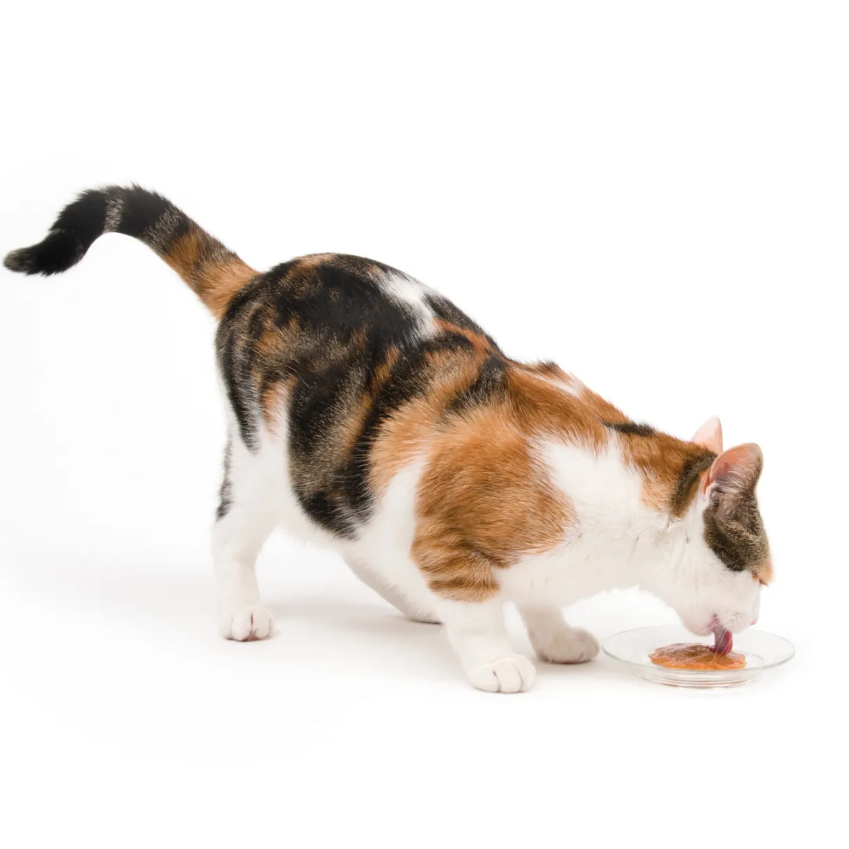 Creamy Lickable Cat Treat Assorted 12 Pack