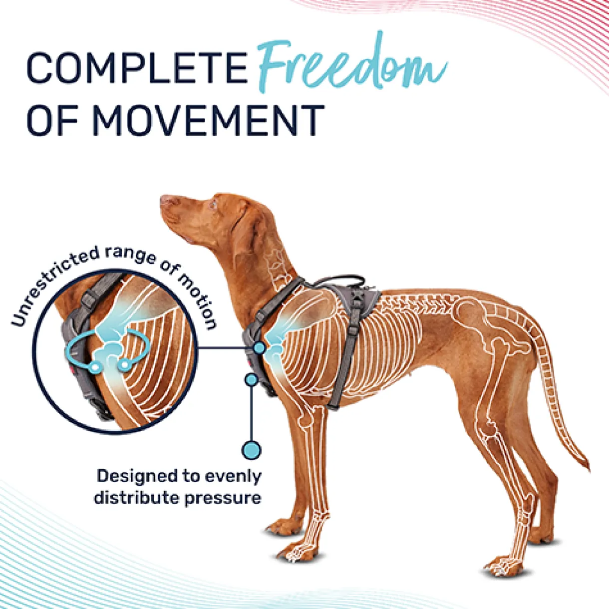 Halti Anatomy Harness
