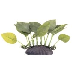 Marina EcoScaper Anubias Nana 10cm
